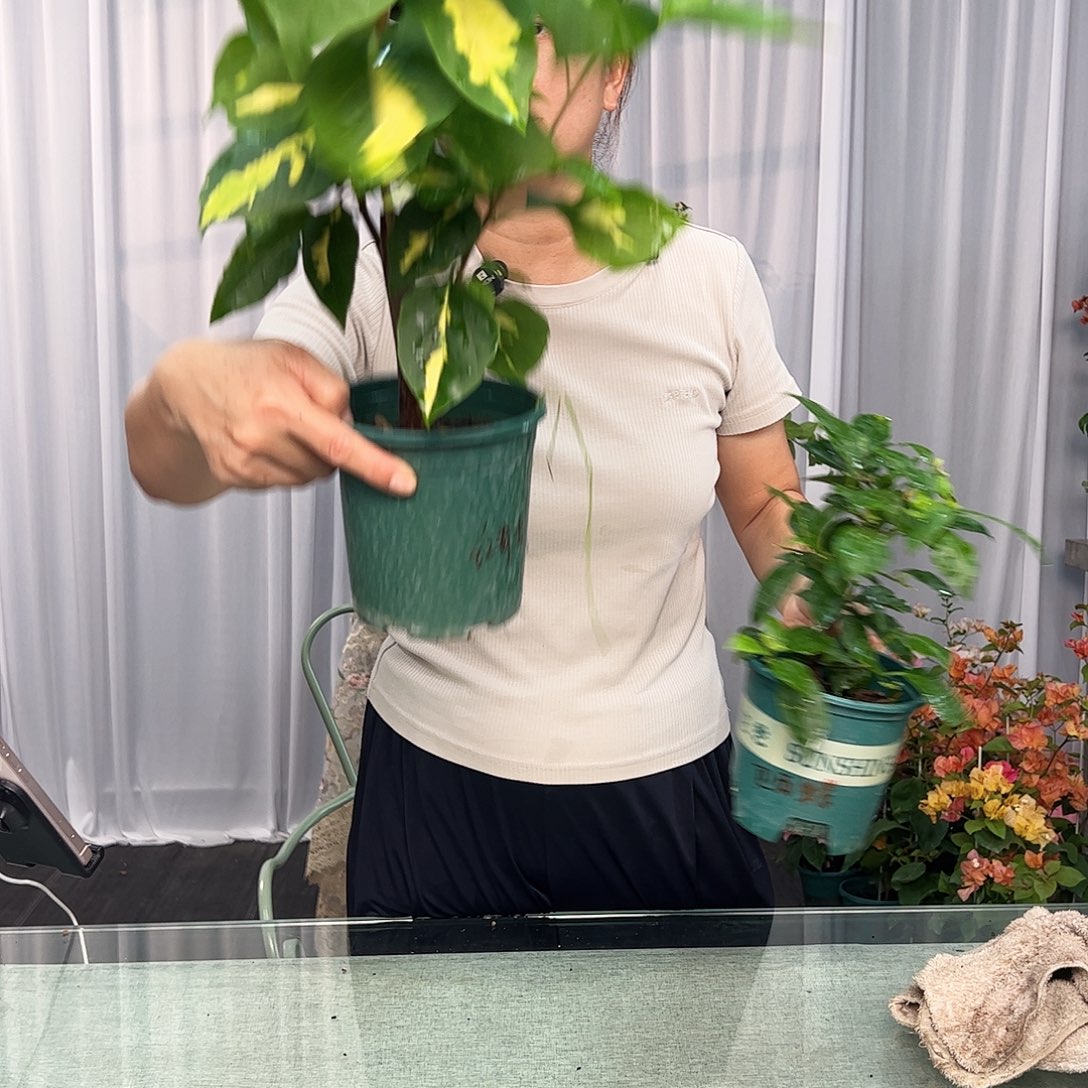 大部分开放少量花苞红骑士，巴西紫2棵组合