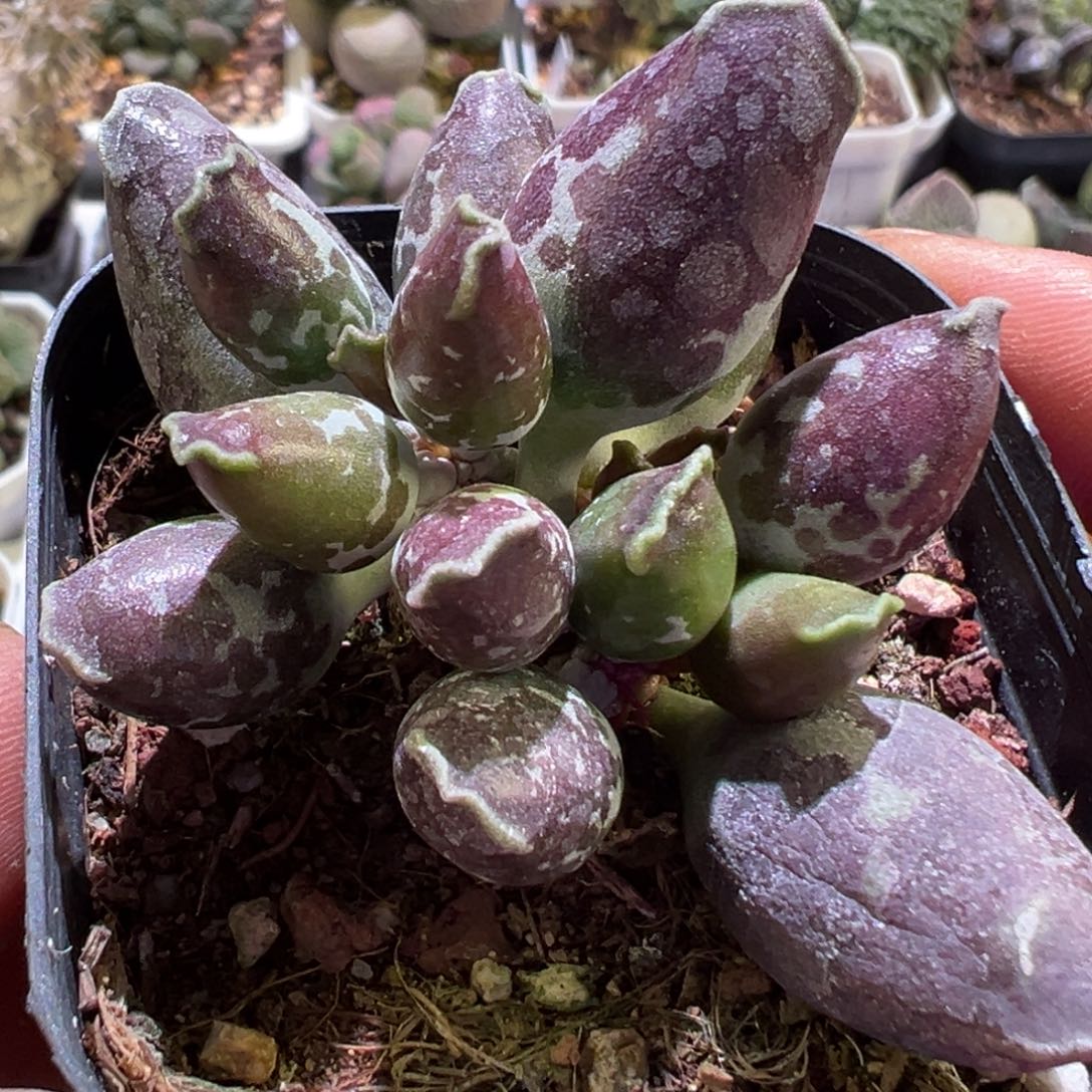 油亮墨点斑海豹多肉植物水泡