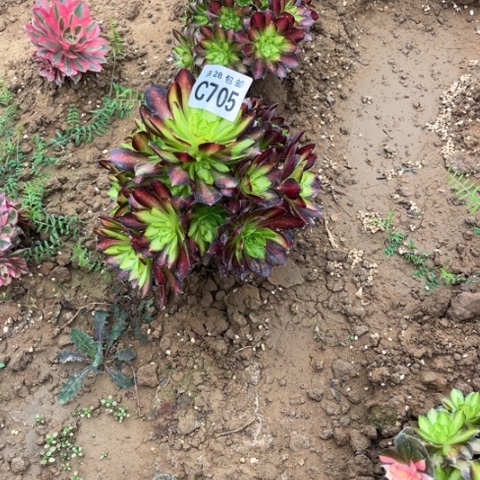 705韶华不包断枝