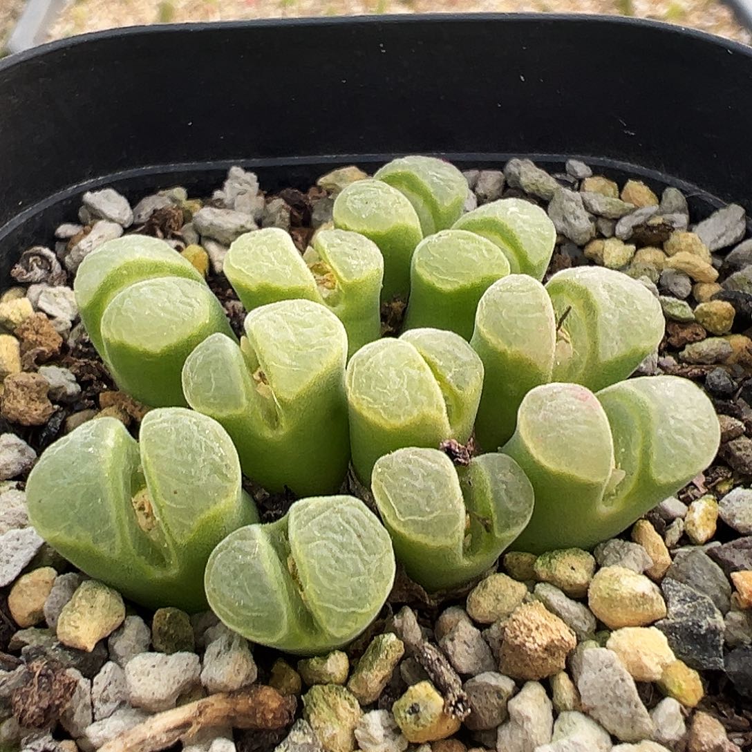 32号绿风铃福利特