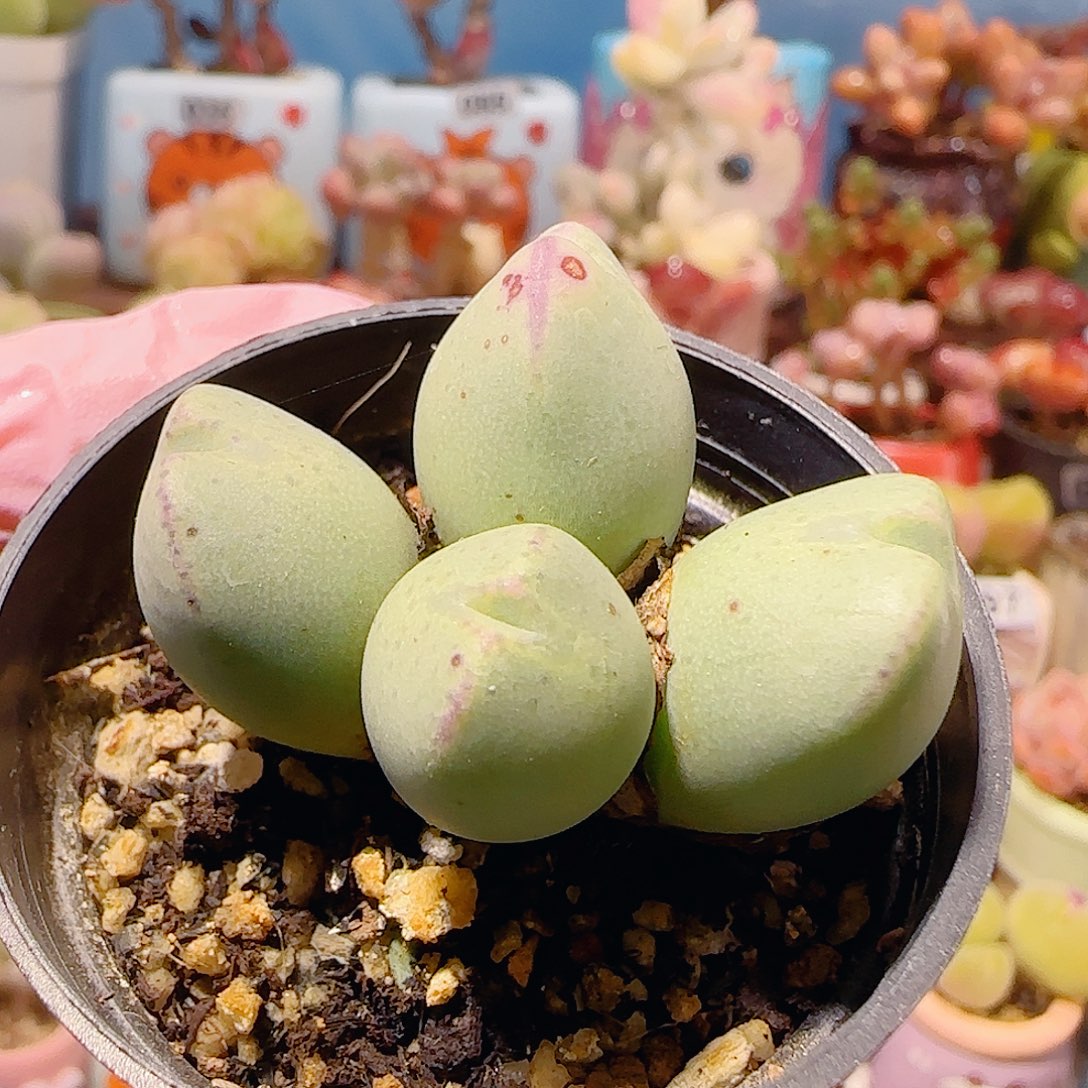 T肥肥口笛盆口3.5cm