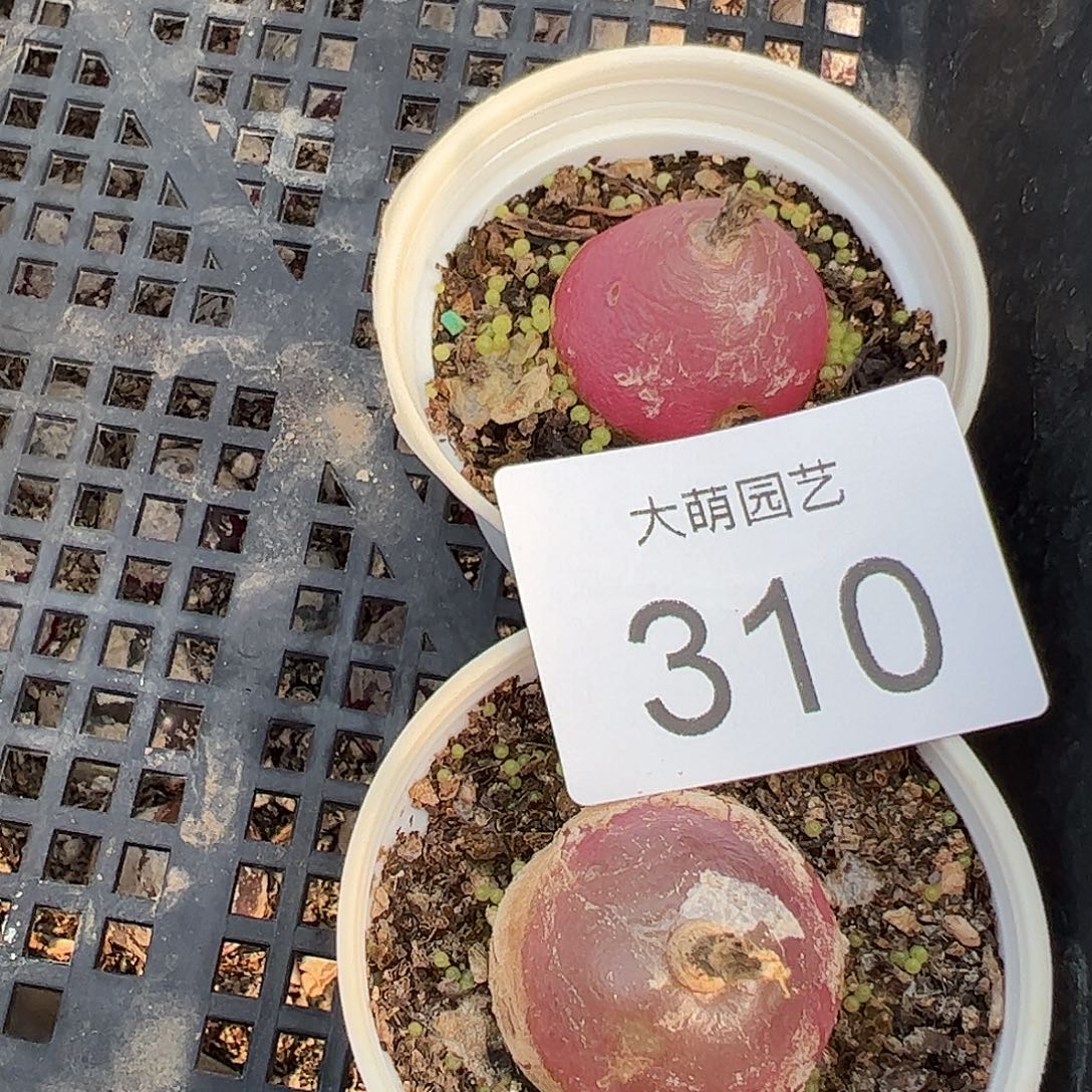 一物一拍2颗有疤。 310