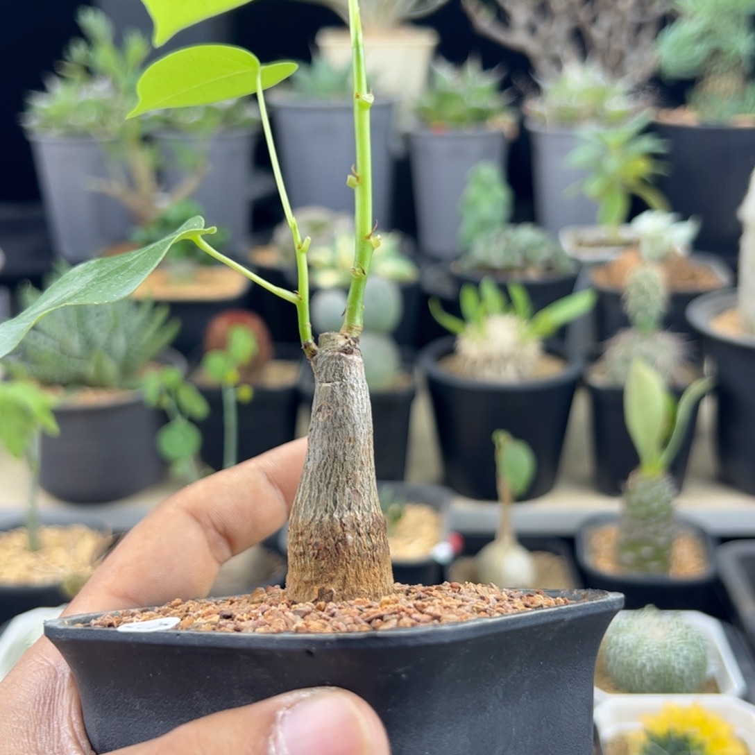 龟甲木棉实生一物一拍带盆发