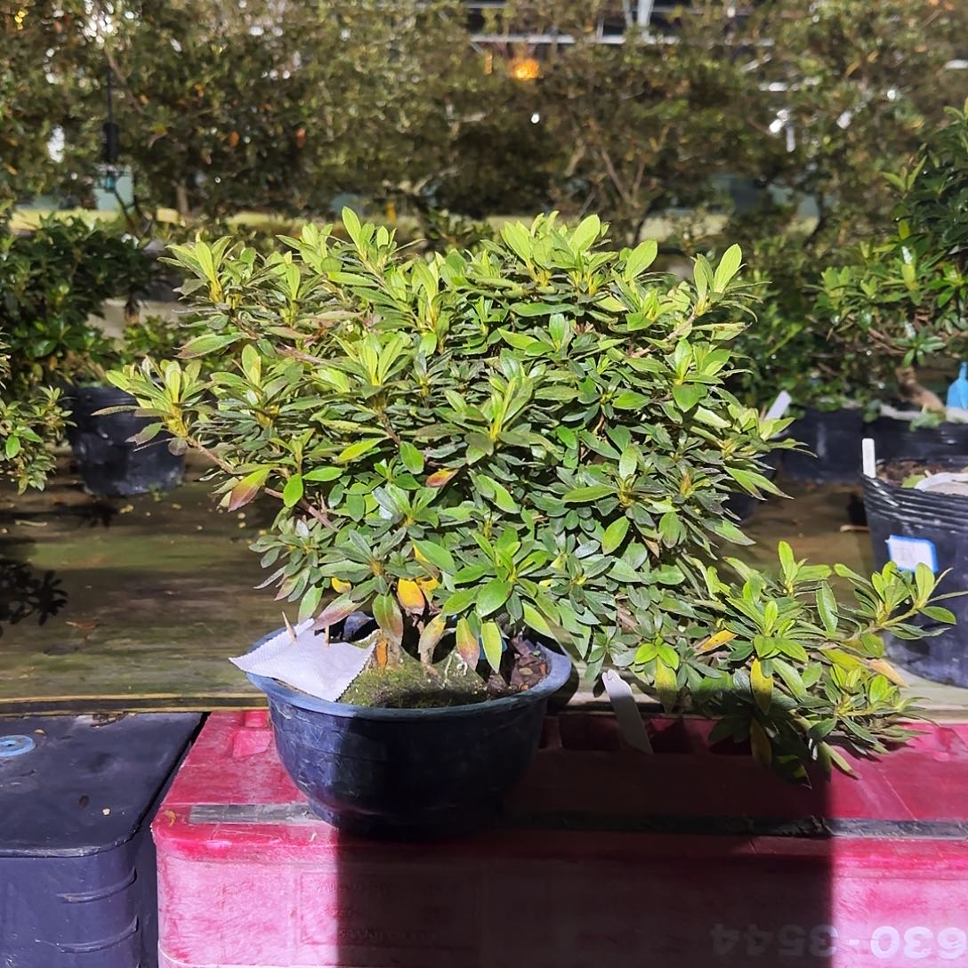 无花朵盲盒高月杜鹃