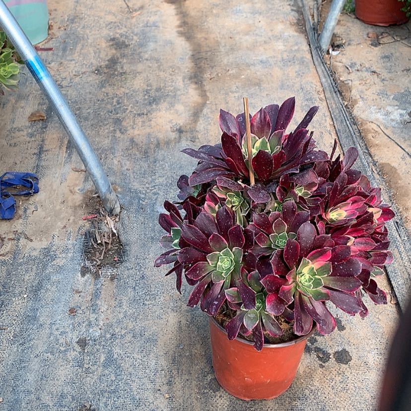 【闪购商品】 47金丝雀多肉