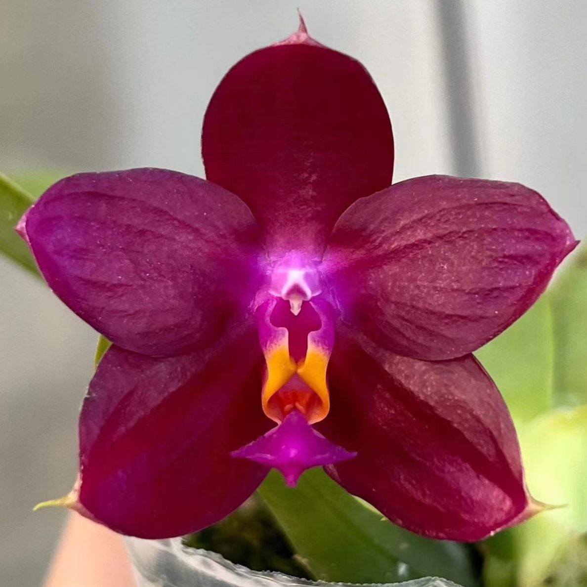 花农杰哥原生种珍奇类蝴蝶兰MO693