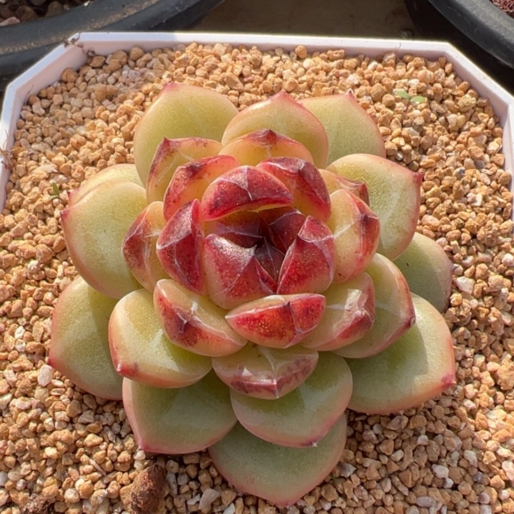 华妃 单头 夏鸣园艺