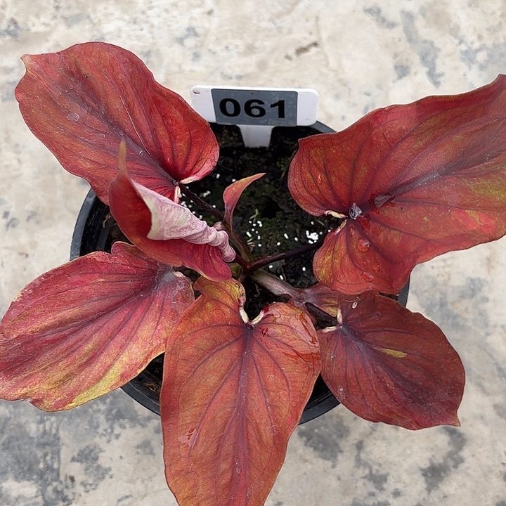 61-0217彩叶芋广东现货多肉