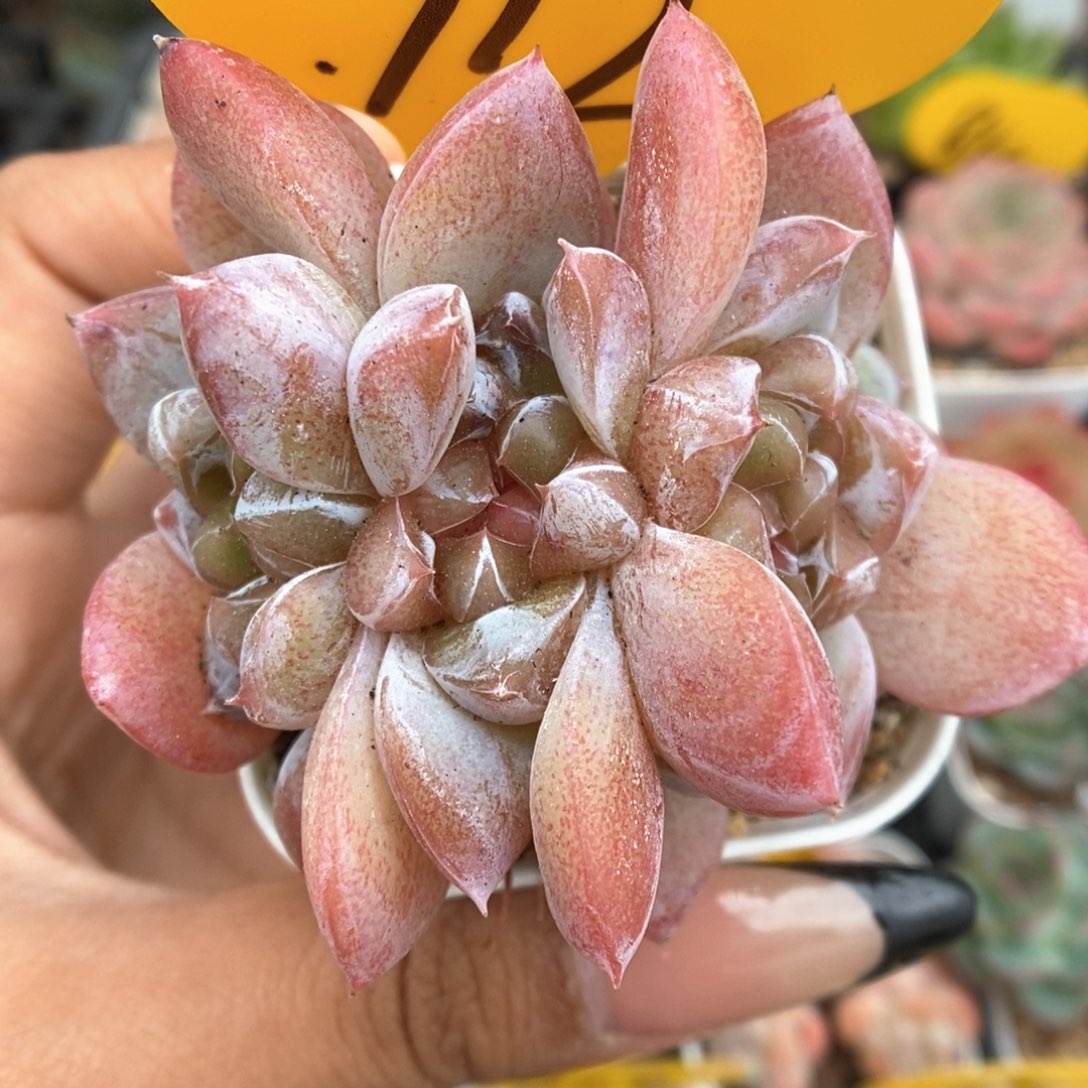 粉钻心朵朵珍妮912号