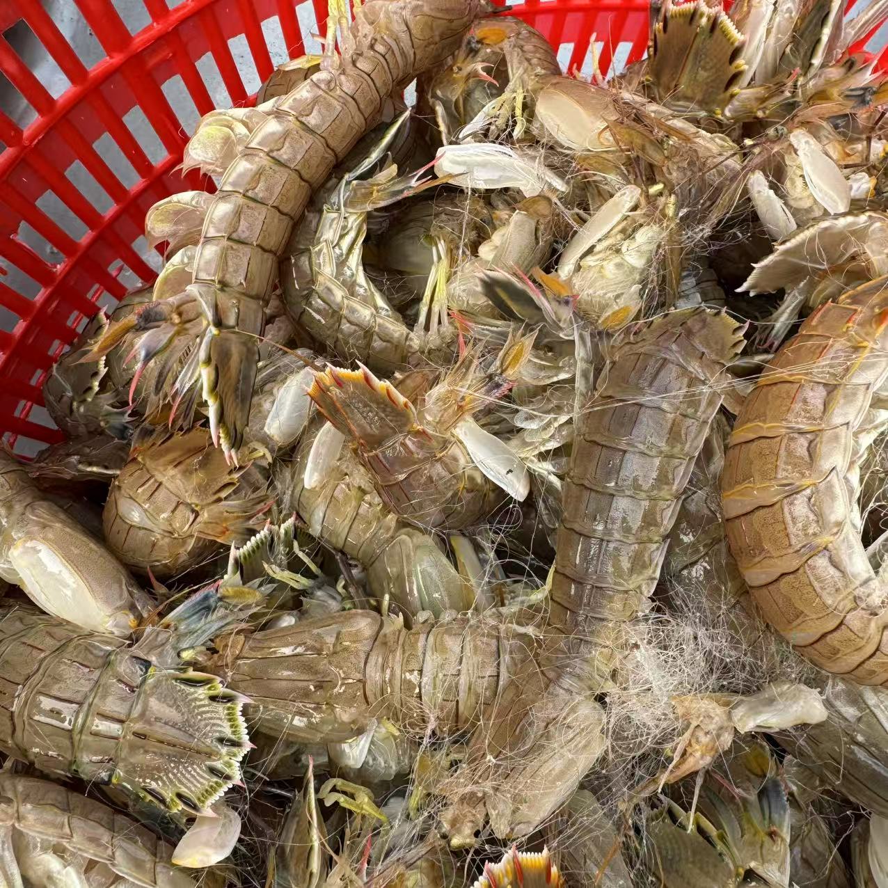 龙口大虾虎3斤新鲜送到家