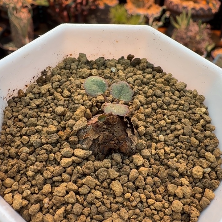 肾叶洋葵826 仙人球