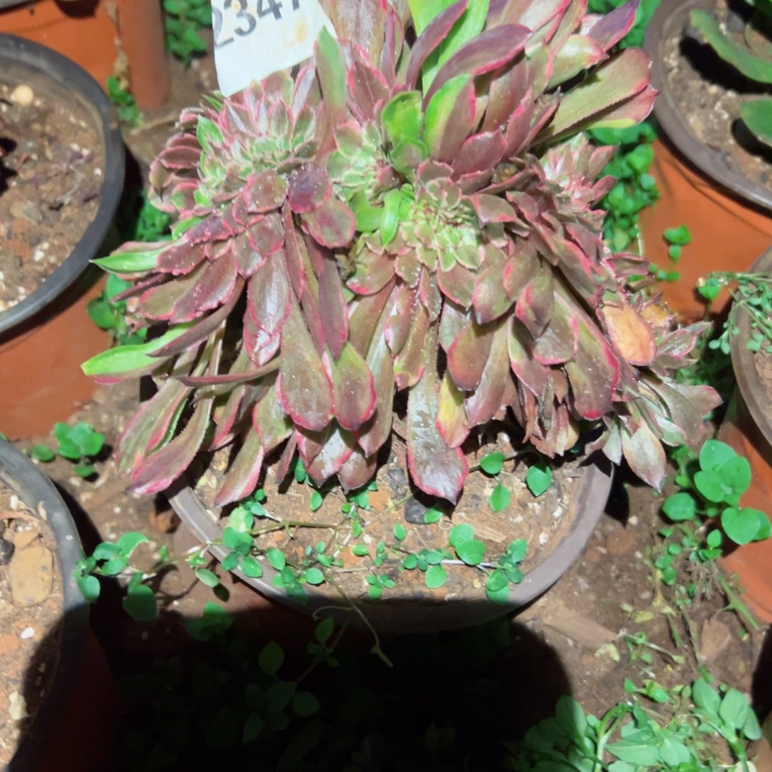 2347 号多肉植物法师新年福利