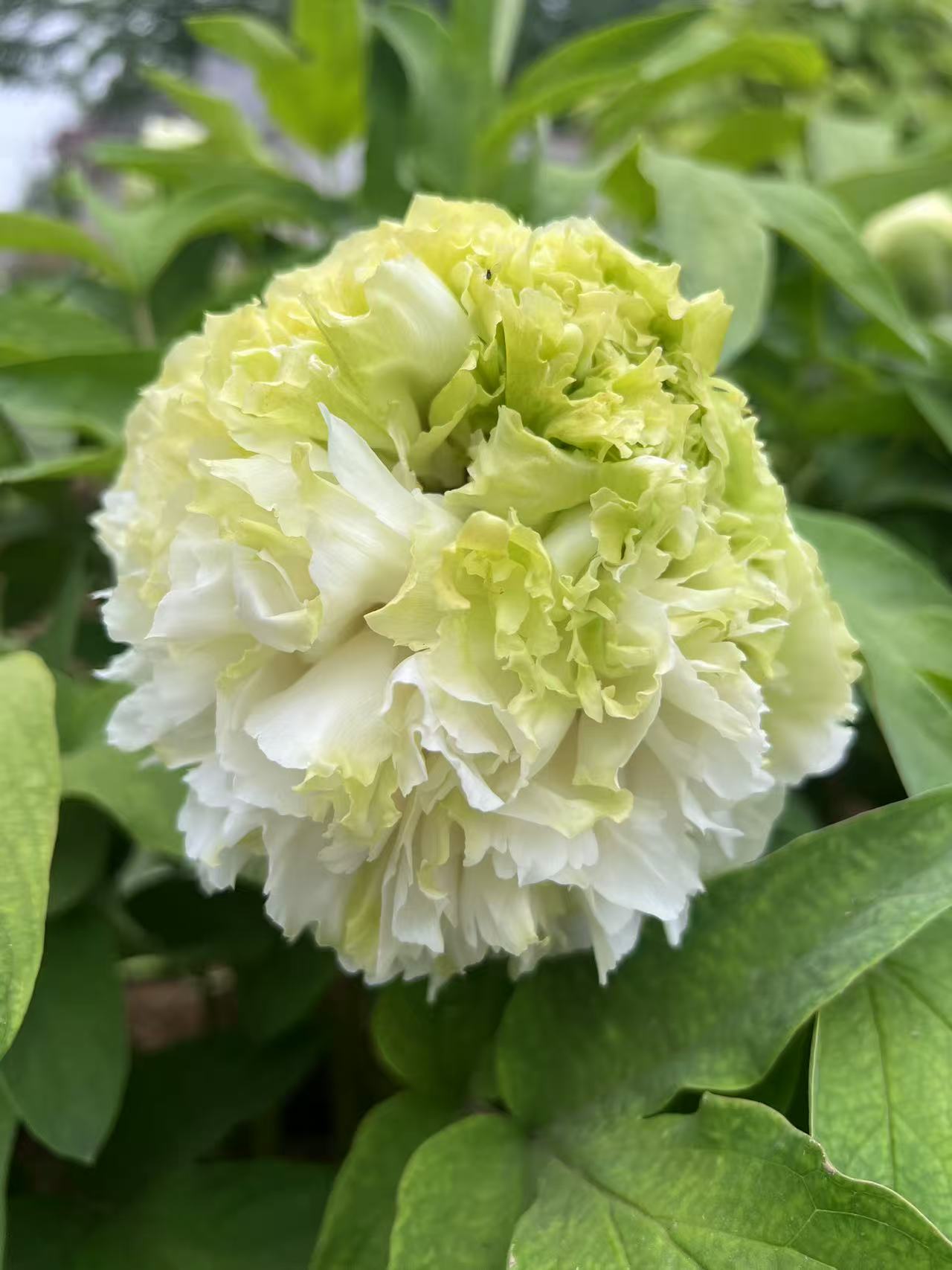 春柳-稀有绿色系牡丹