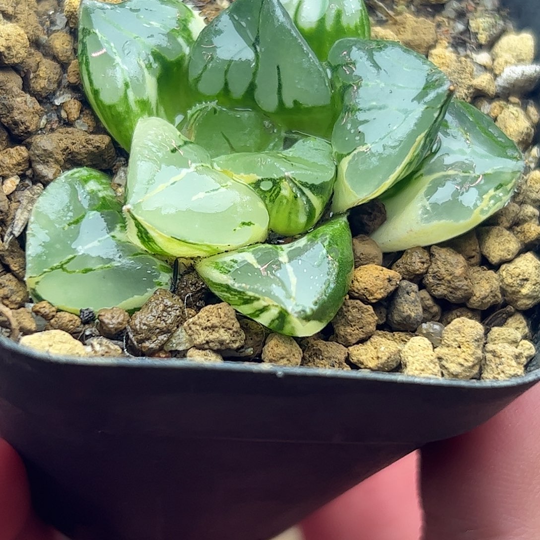 摩迪卡锦十二卷多肉植物