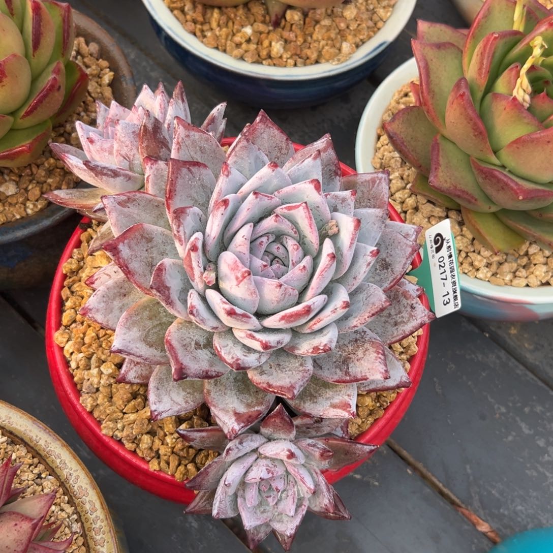 多肉一物一拍0217-13