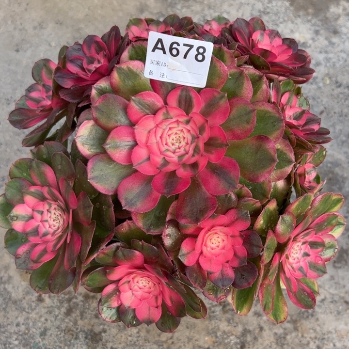 678荔枝23厘米左右