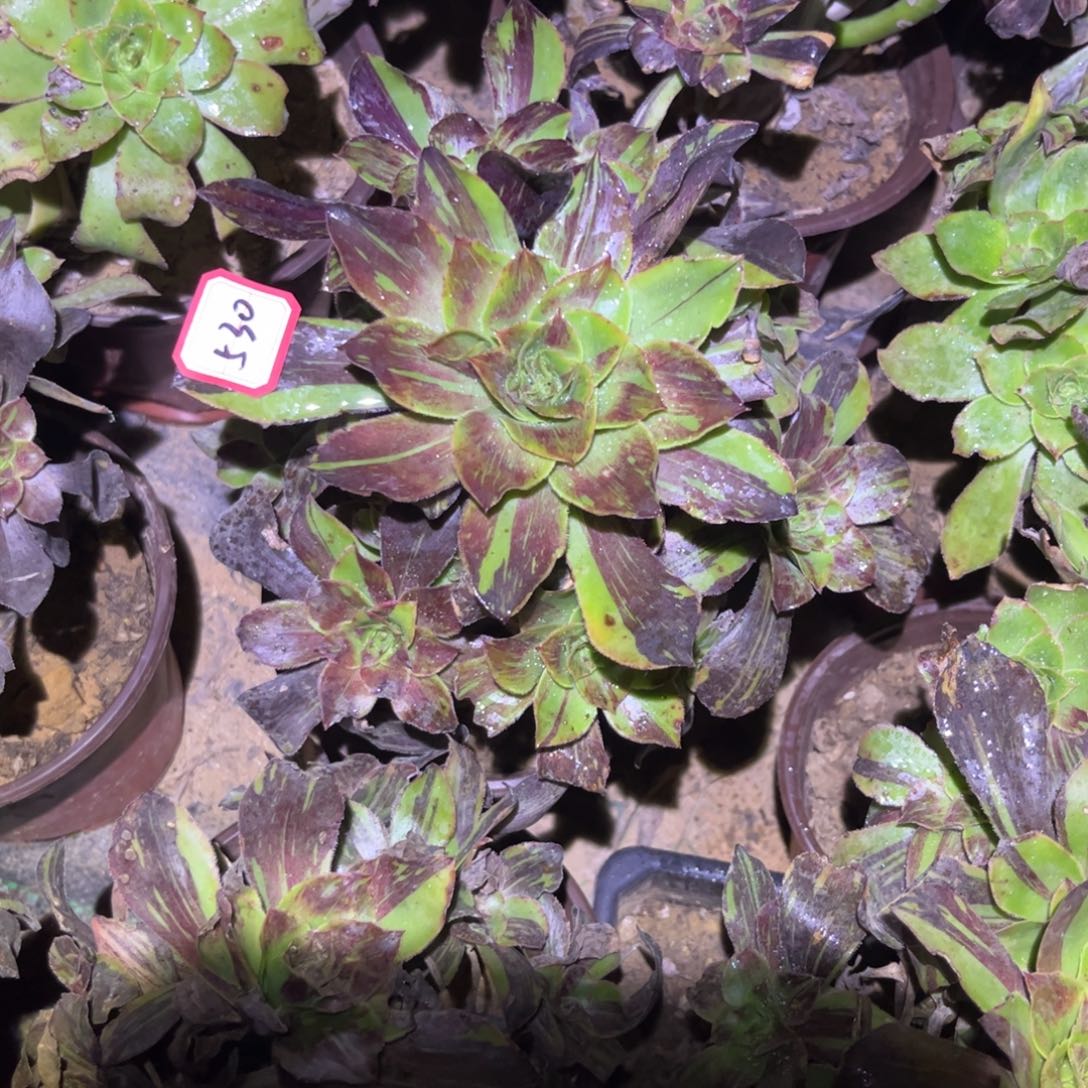 530多肉植物花斑鹿