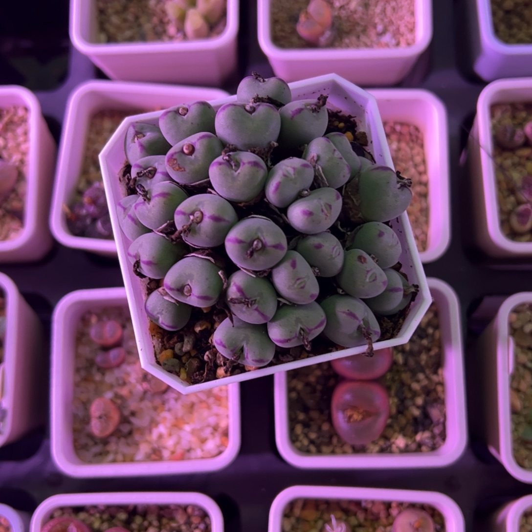 瓜***呱多肉植物枝干毛口迪