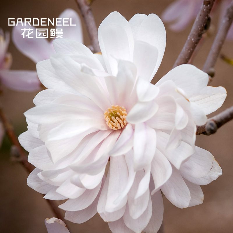 【星花玉兰】玫瑰皇家之星 庭院早春花木兰日本进口花园鳗盆栽苗