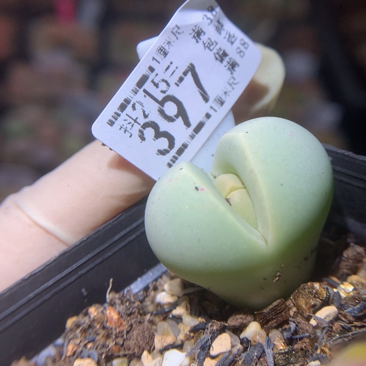 精品生石花215.397