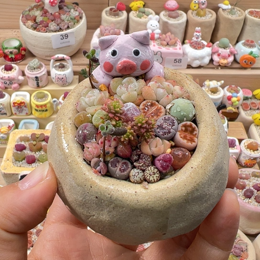 多肉植物97号特价