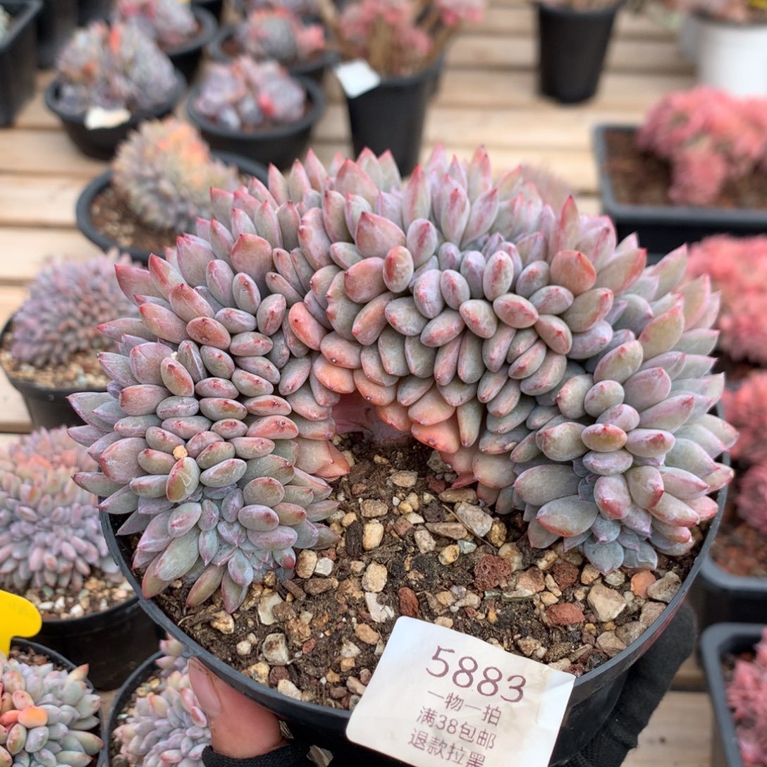 13.5厘米底切盘龙石榴籽缀 5883