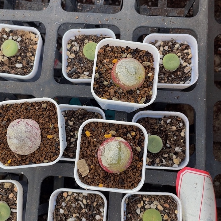 灯泡9.9带盆土发货