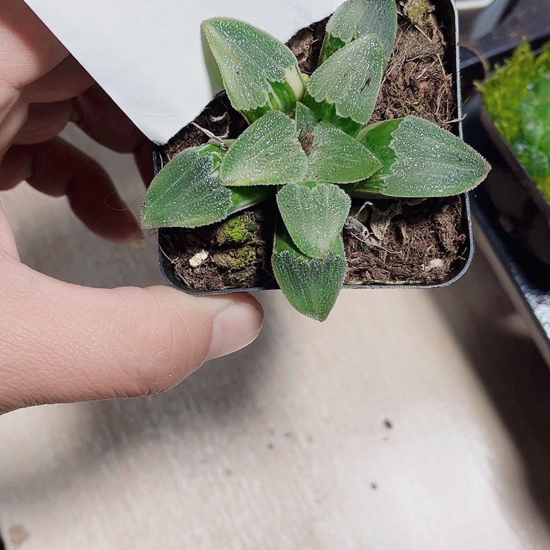 补差价磨面寿锦系列