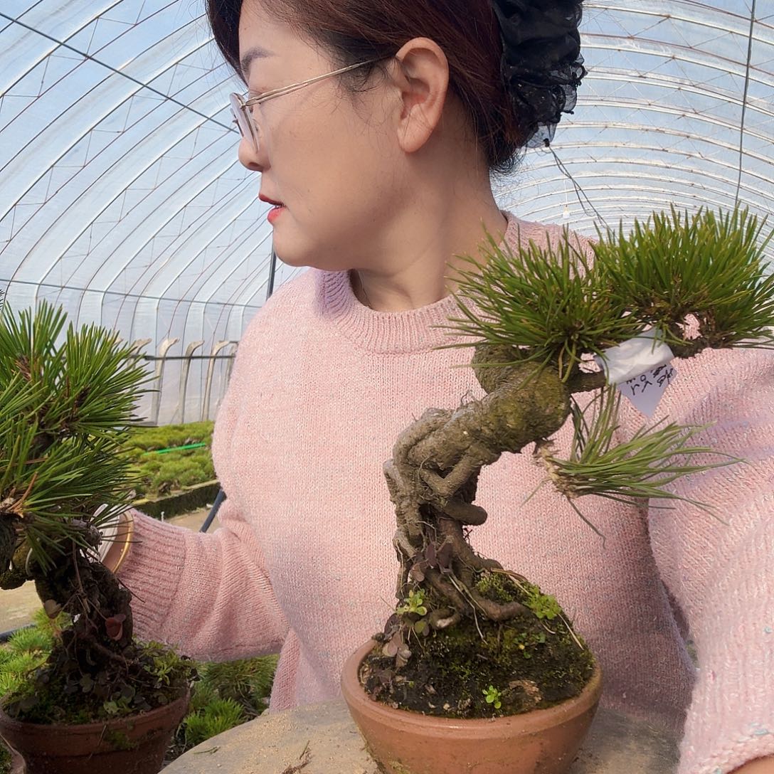 青***社完全开放三河黑松盆景