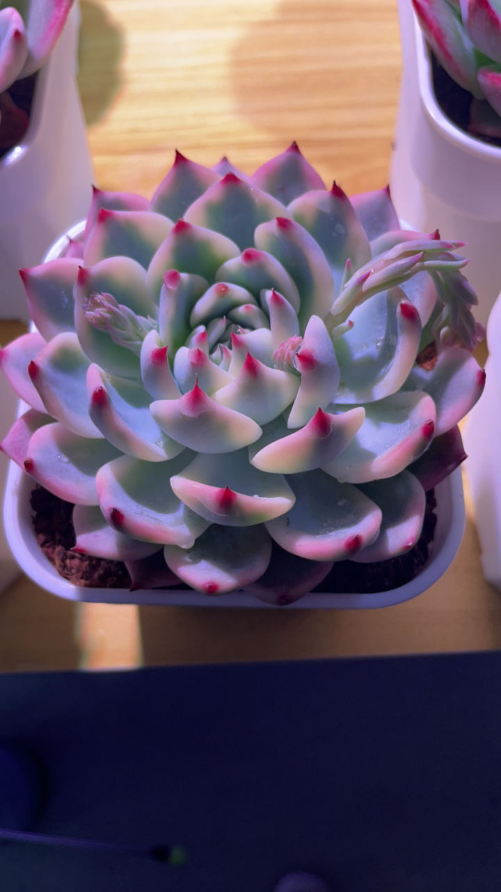 吉娃娃多肉盆栽花卉