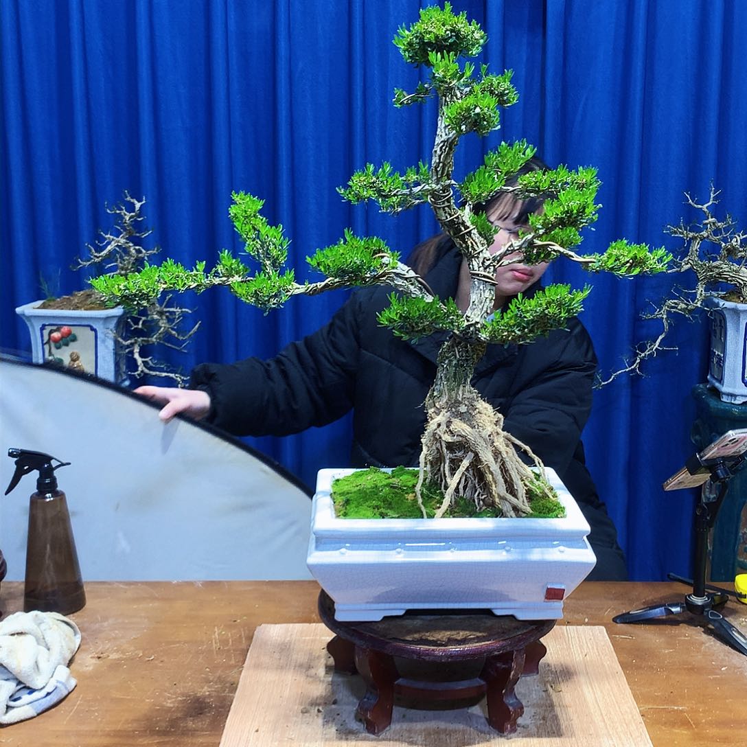 黄杨盆景一物一拍小****》