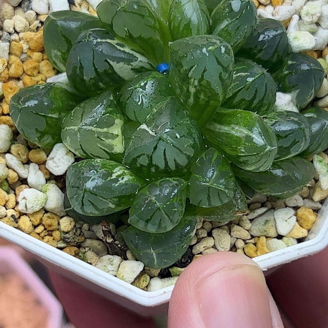 水晶灯锦十二卷多肉植物