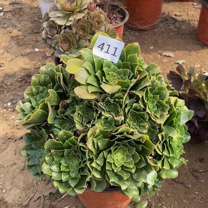 411绿玫瑰大手捧多肉