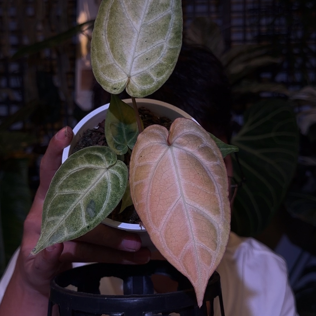 完全开放F268小果酱锦