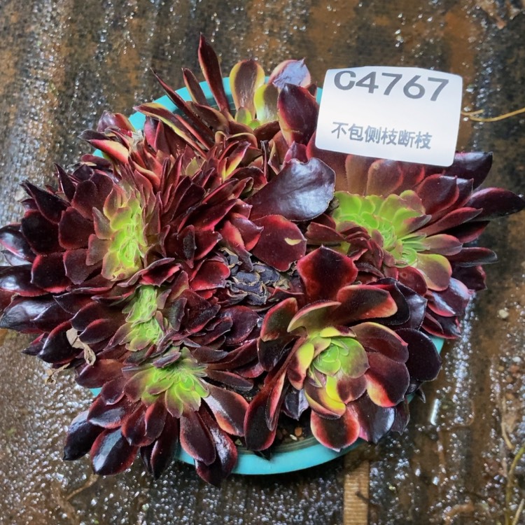 【闪购商品】4767欧嘉莉多肉