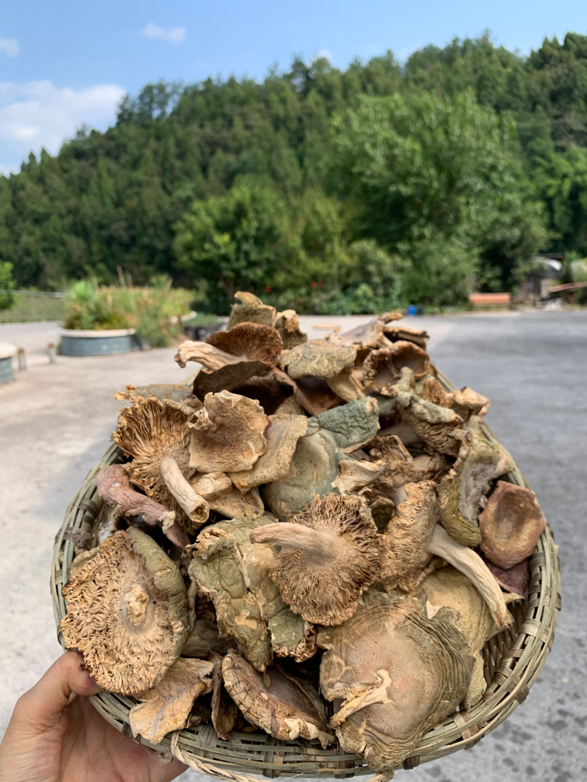 集市现收——纯青头菌蘑菇鲜滑软嫩炖汤爆炒