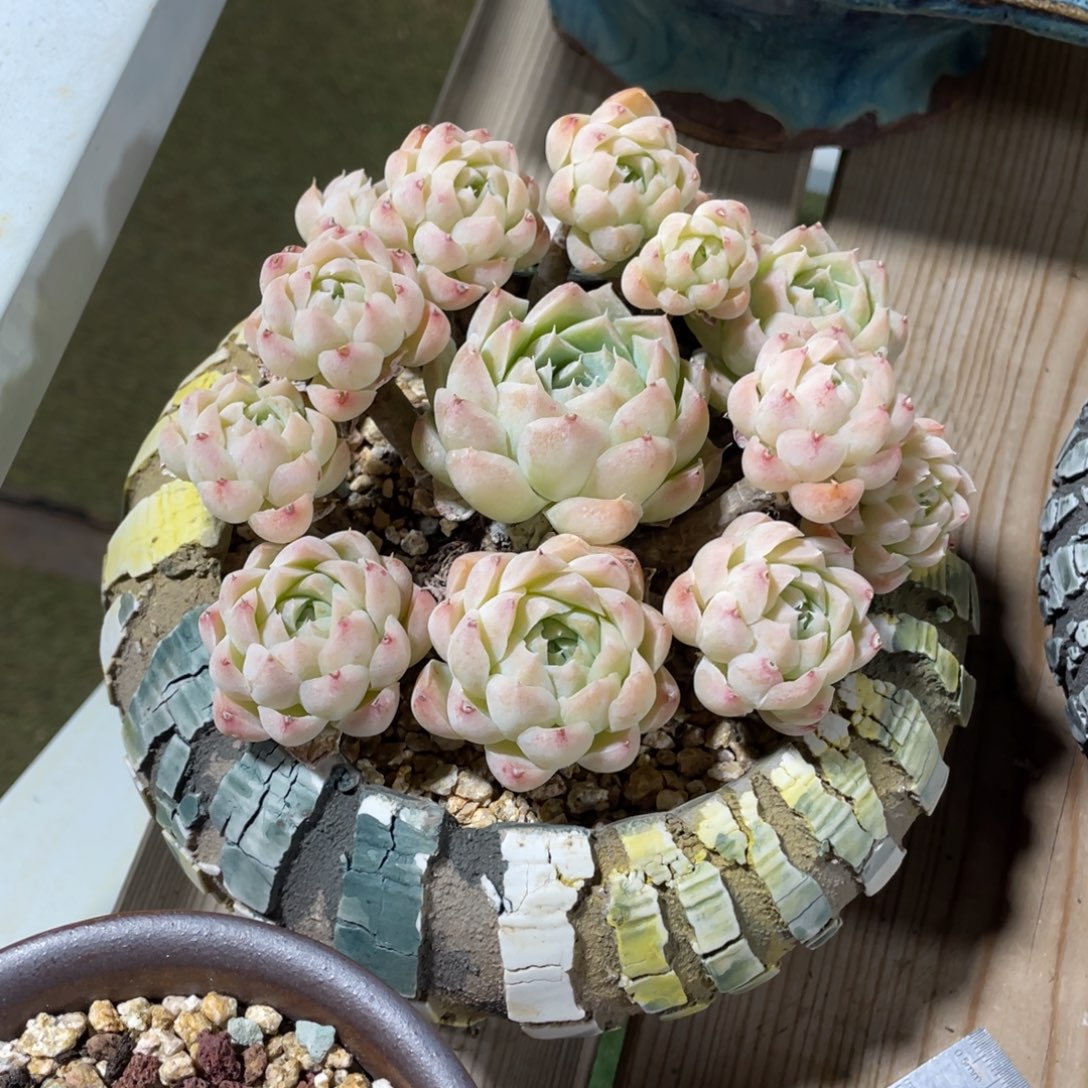 豆总多肉白月影群