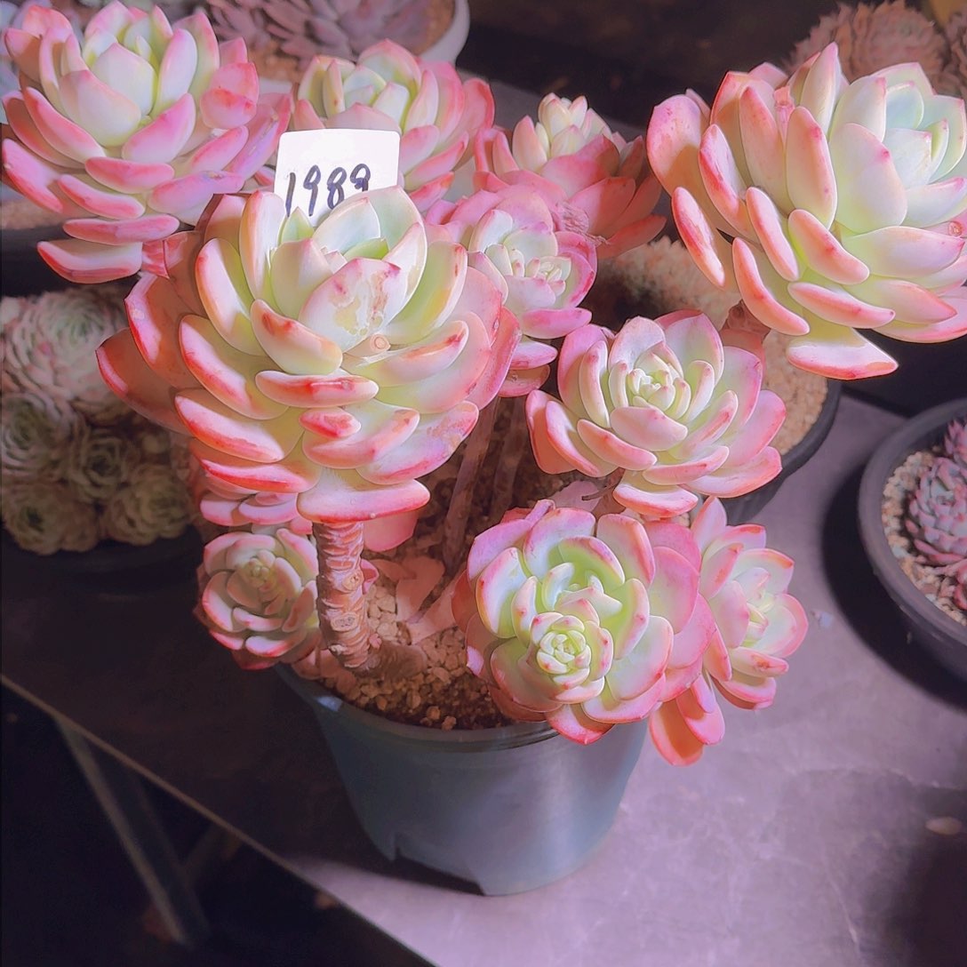 y***光1989白月光多肉