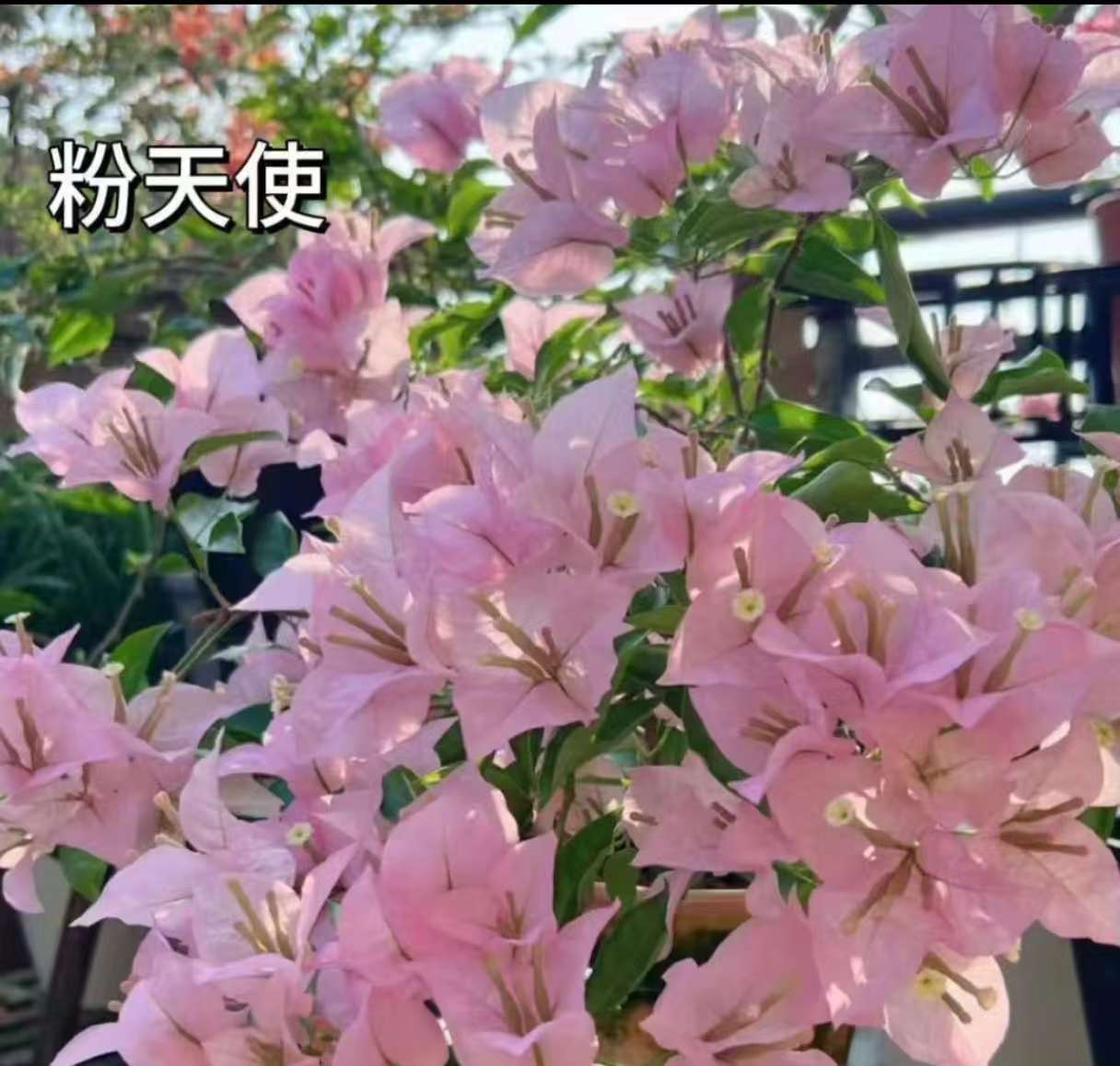 【粉天使】三角梅落花落叶光杆属于正常情况介意慎拍拍下默认接受