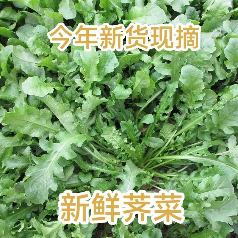 现挖新鲜荠菜露天天然生长可包水饺馄饨的地菜