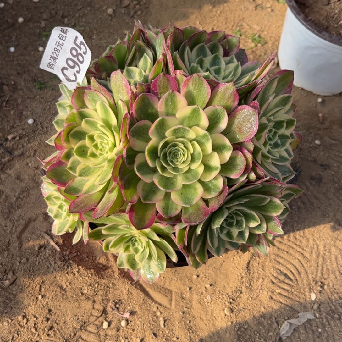 985多肉植物海王