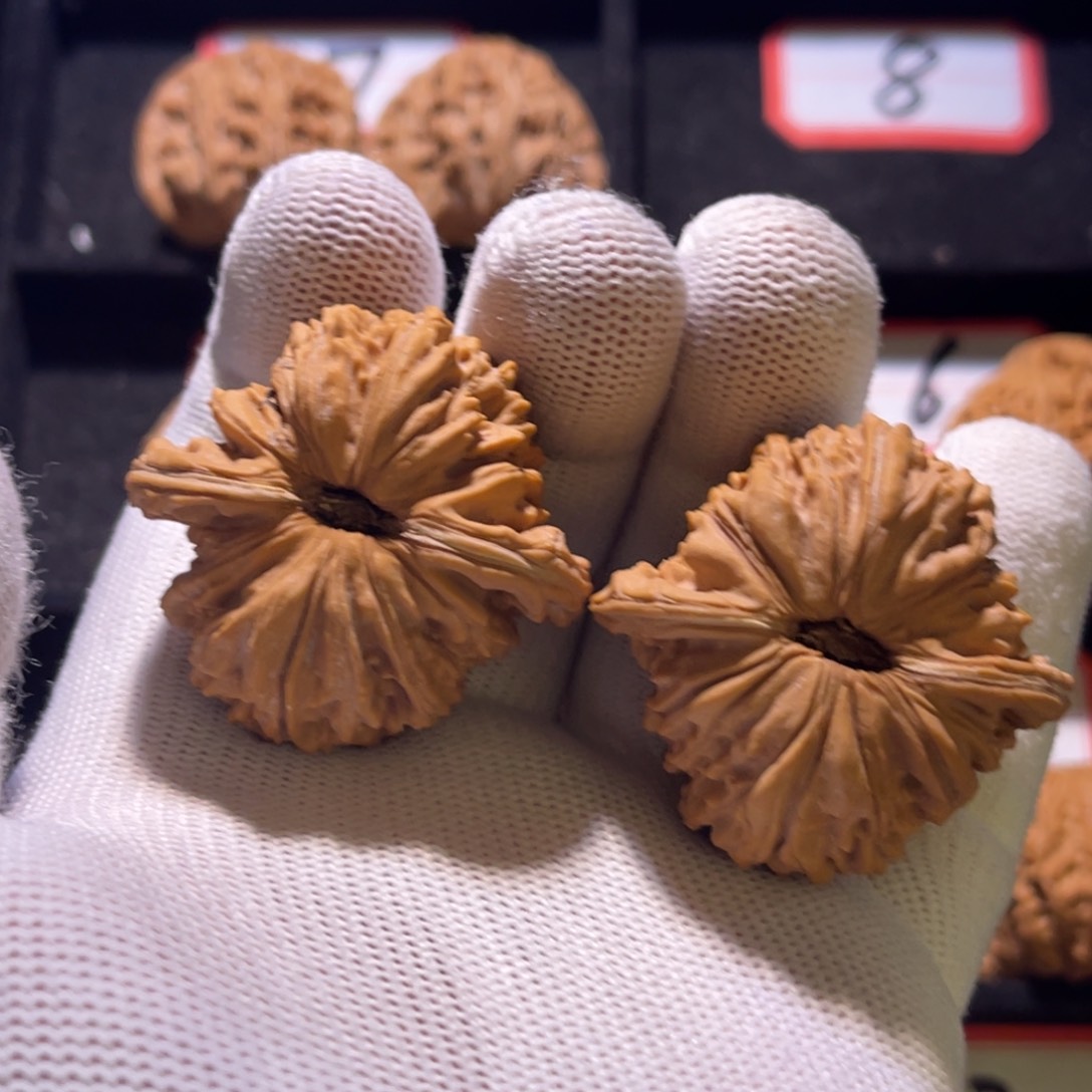 回*又秦皇岛山地果全品—43