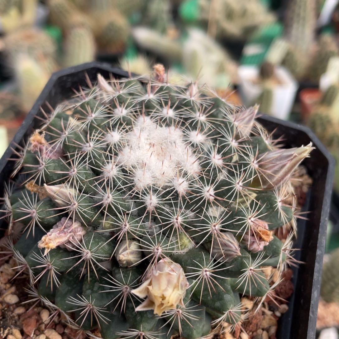 鹿角柱实生仙人球嘎嘎丸