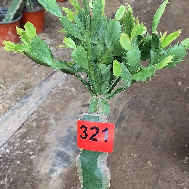 无花朵瑕疵妹妹321号新疆不包邮