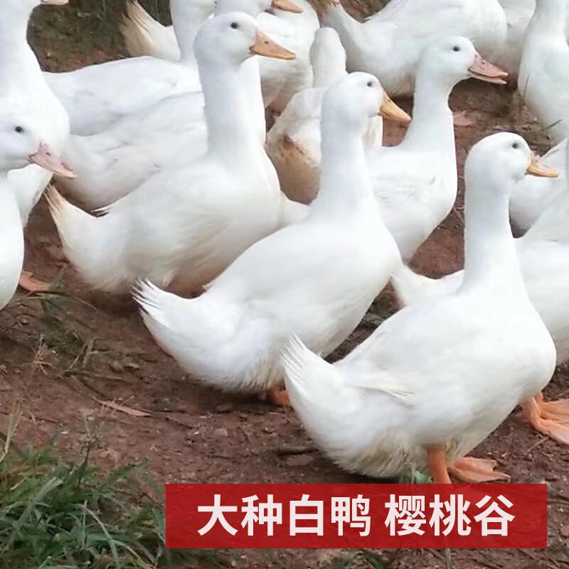 宠物鸭樱桃谷大白鸭大种北京白鸭包邮健康可爱包活到手顺丰包邮