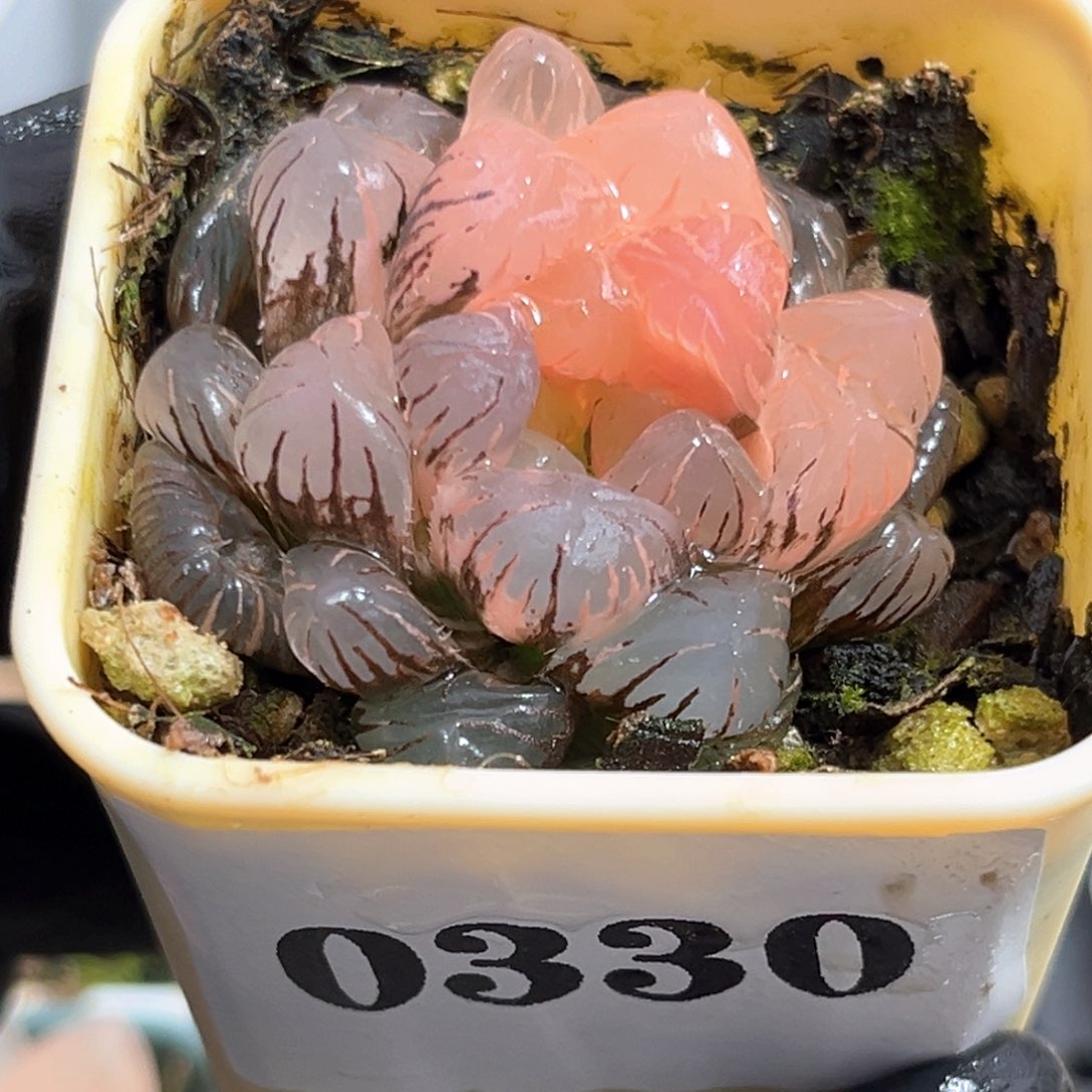 荃***哥恭喜发财大吉大利631