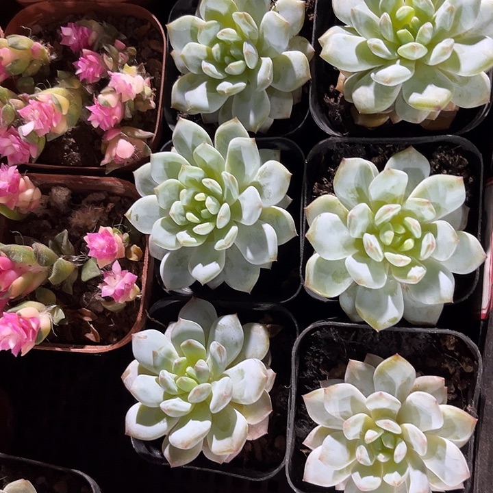 玉芙蓉一颗带盆土发