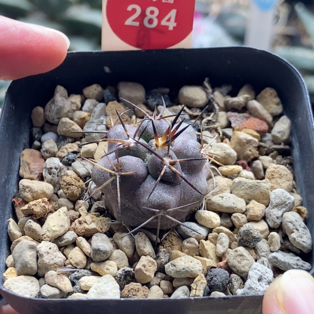 实生上腊黑刺龙爪球2.5cm