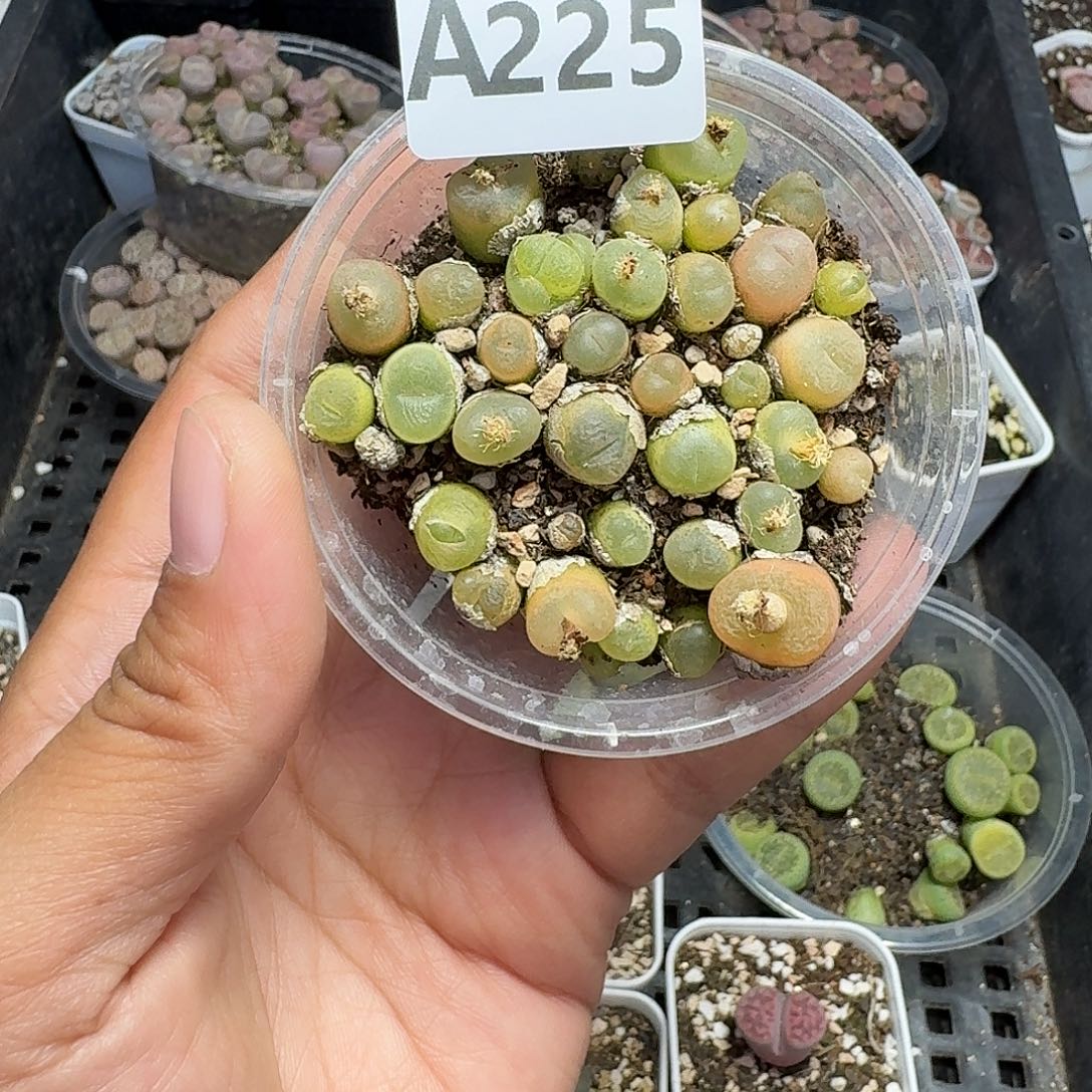 225多肉植物多肉植物