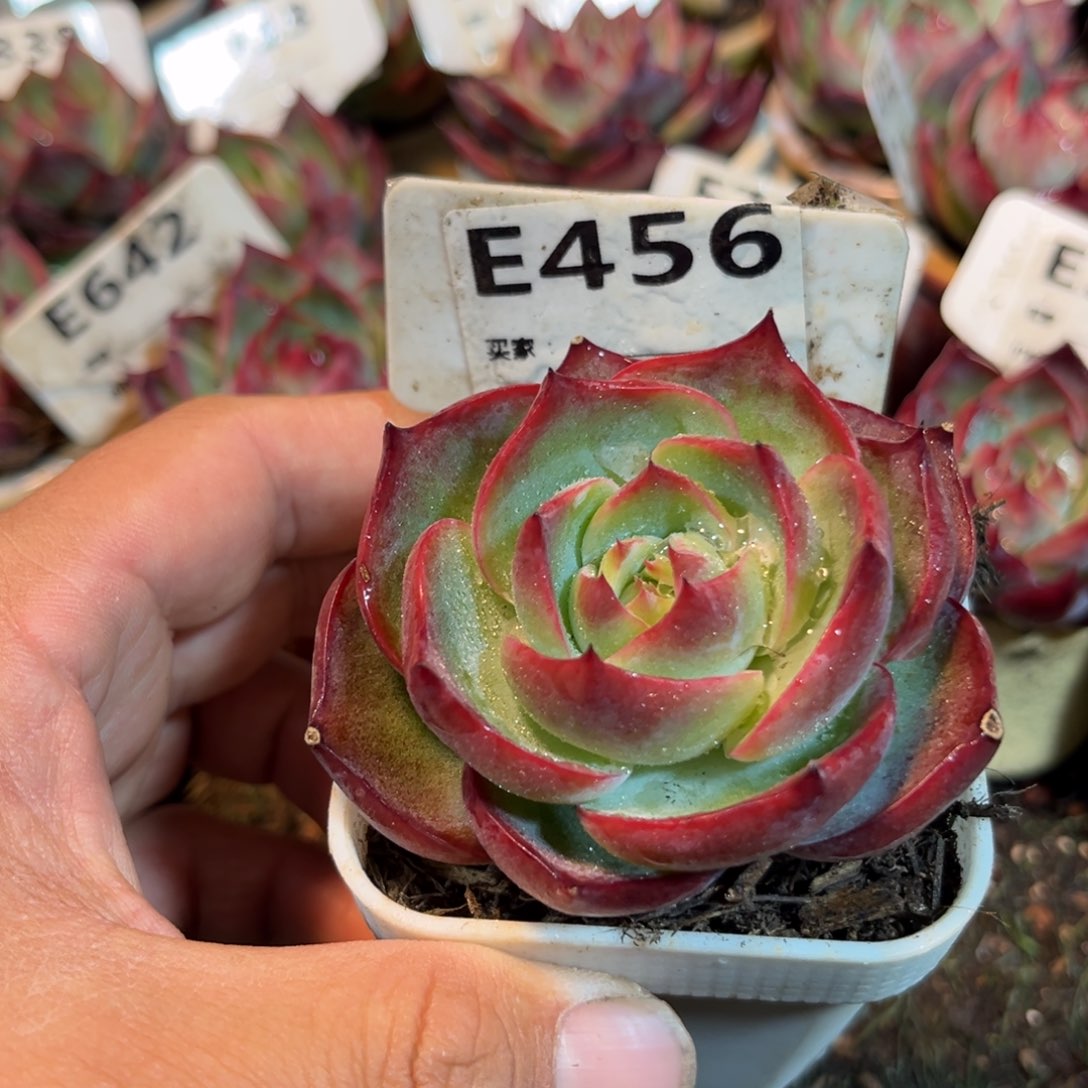 惊鸿一瞥456号多肉